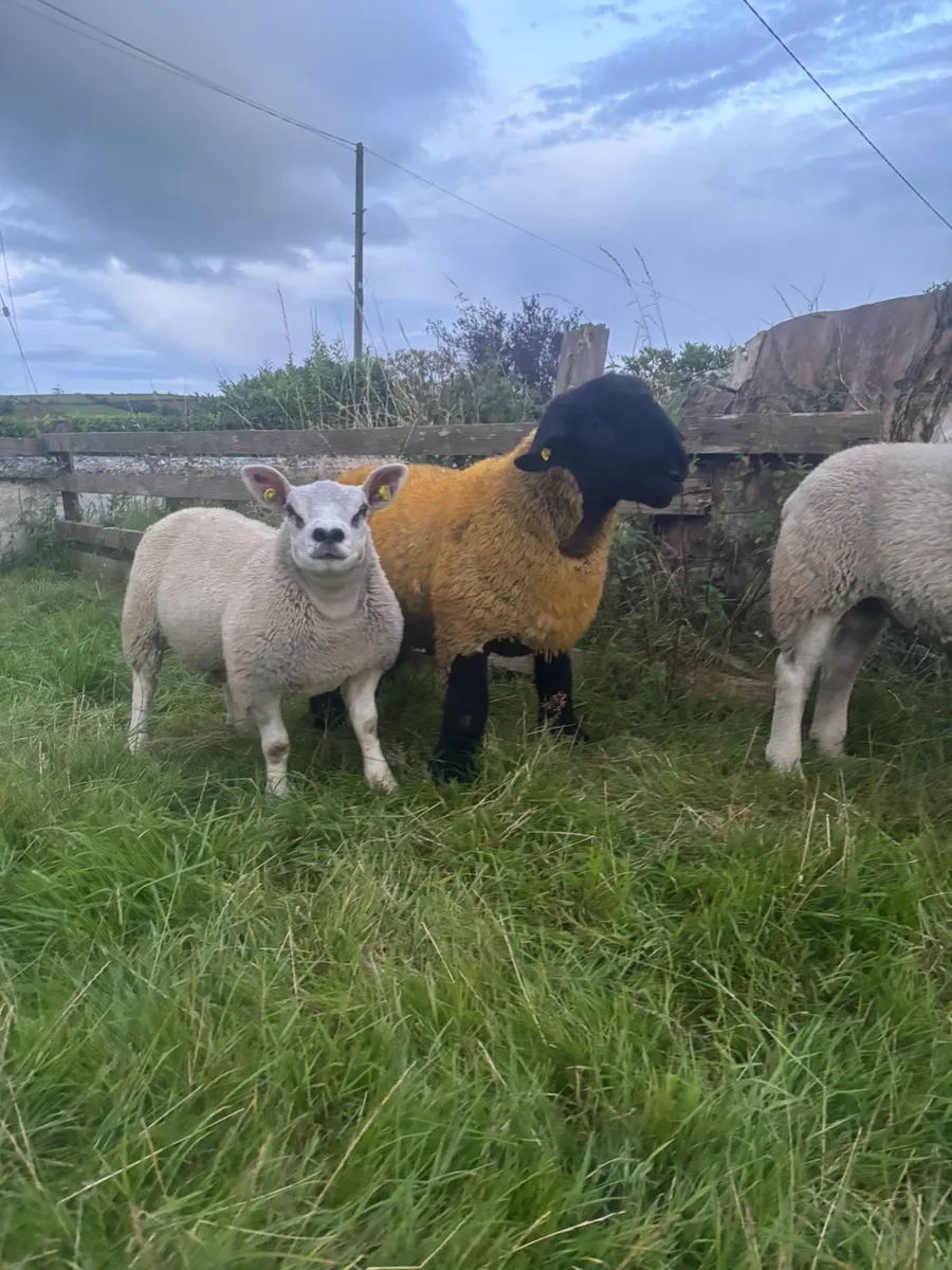 Pedigree ram lambs going cheap - Image 4