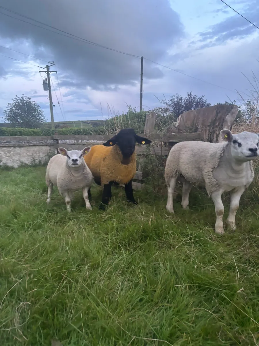 Pedigree ram lambs going cheap - Image 1