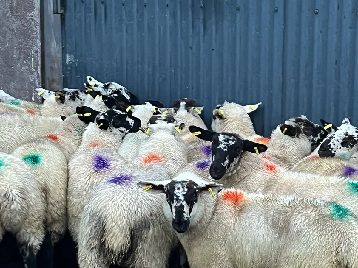 Sheep - Image 3