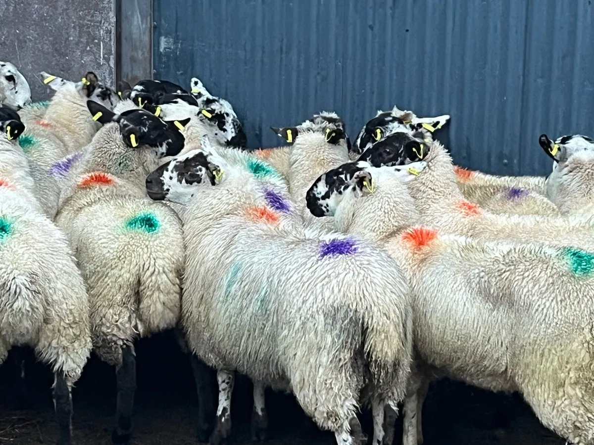 Sheep - Image 4