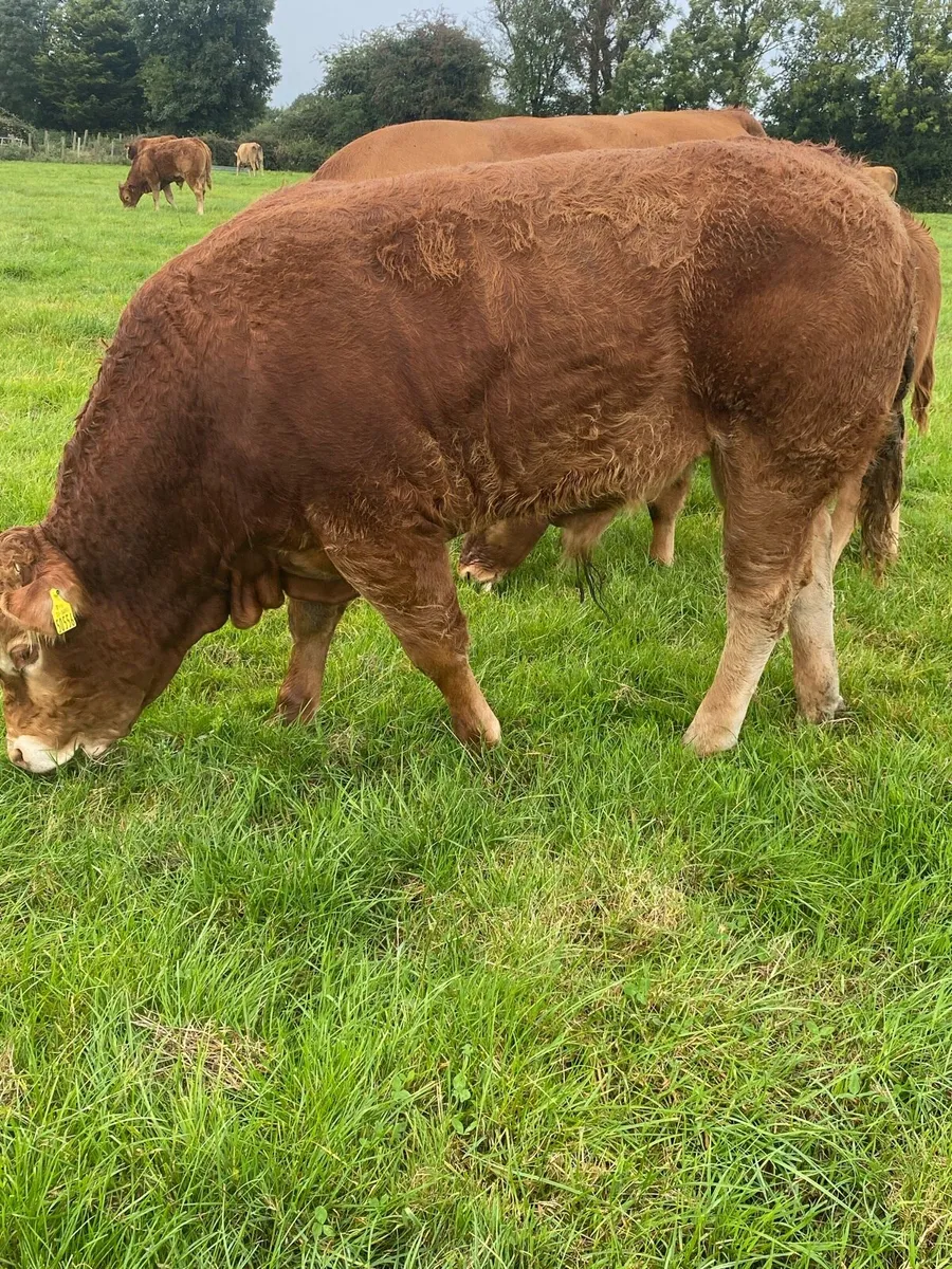 AI bred, Pedigree Limousin Bull - Image 1