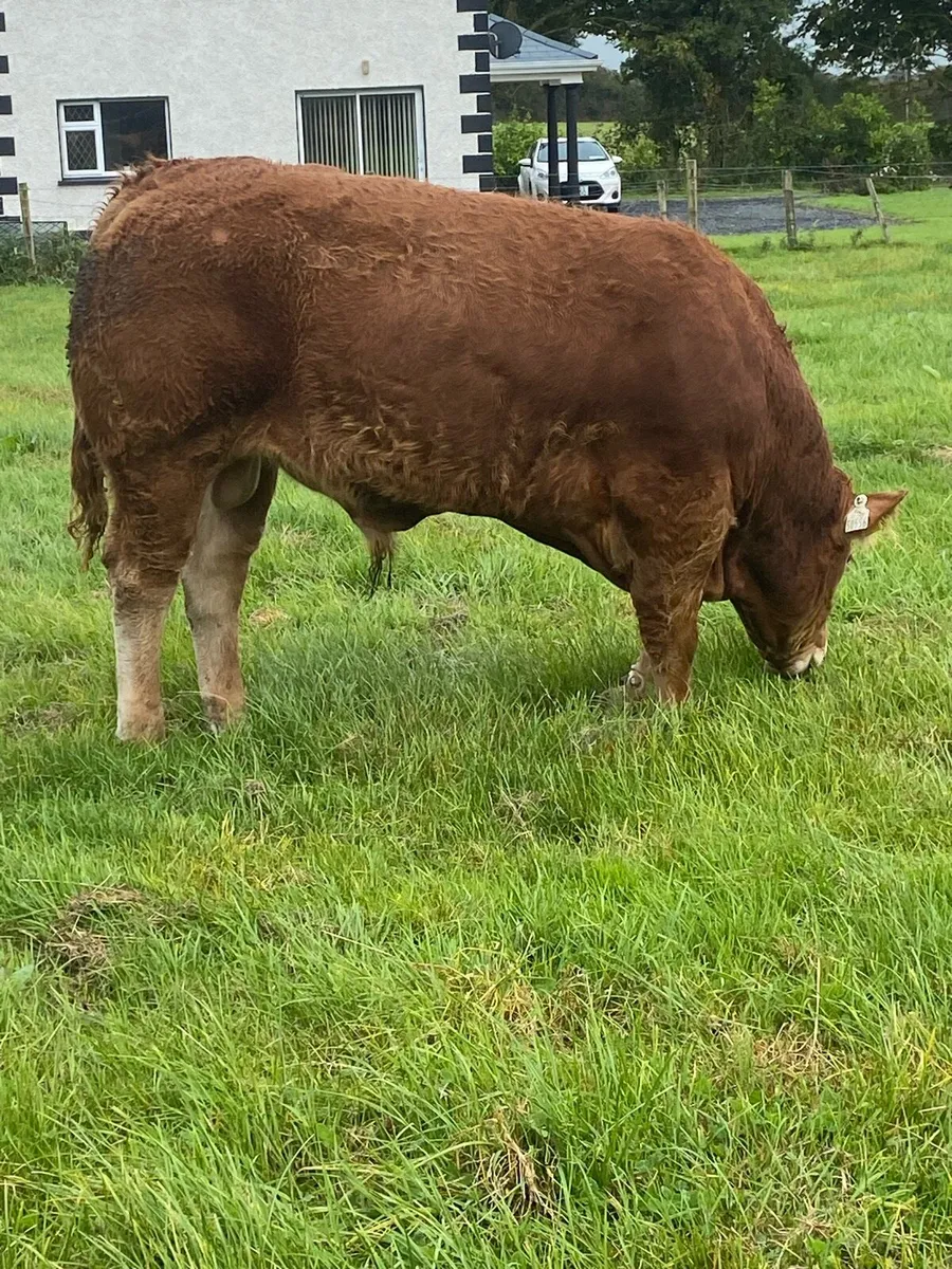 AI bred, Pedigree Limousin Bull - Image 3