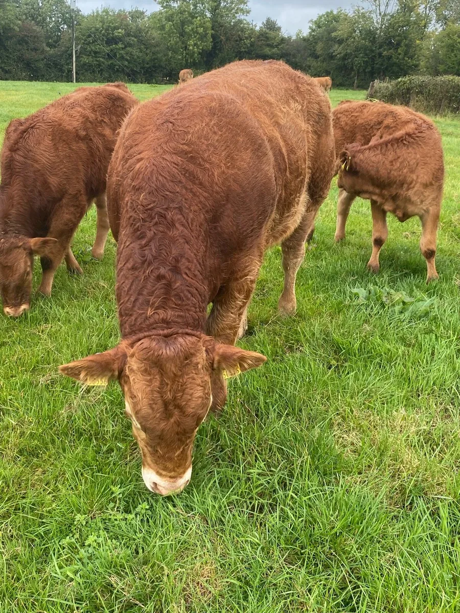 AI bred, Pedigree Limousin Bull - Image 4