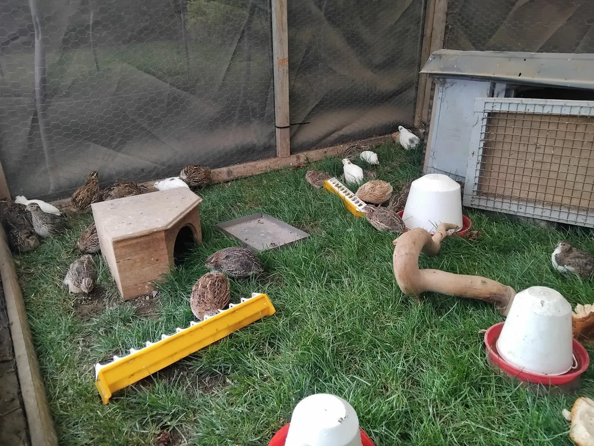Quails - Image 1