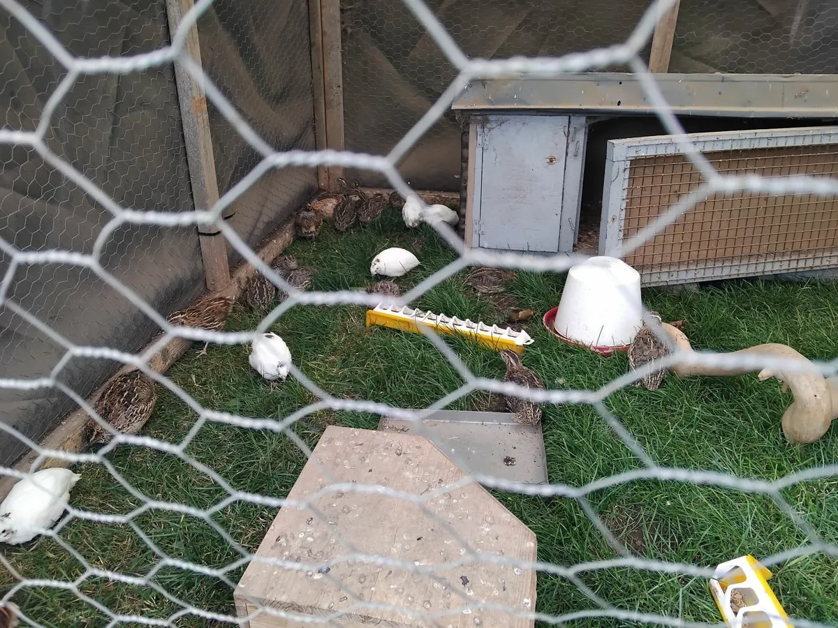 Quails - Image 2