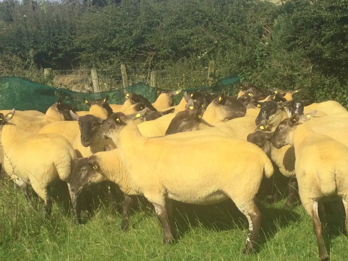 Borris Ewes - Image 2