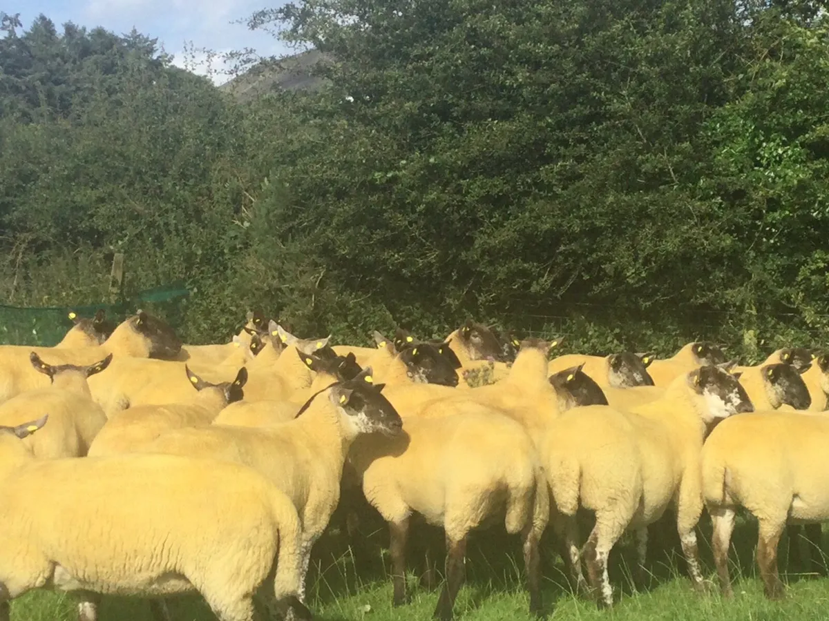 Borris Ewes - Image 1