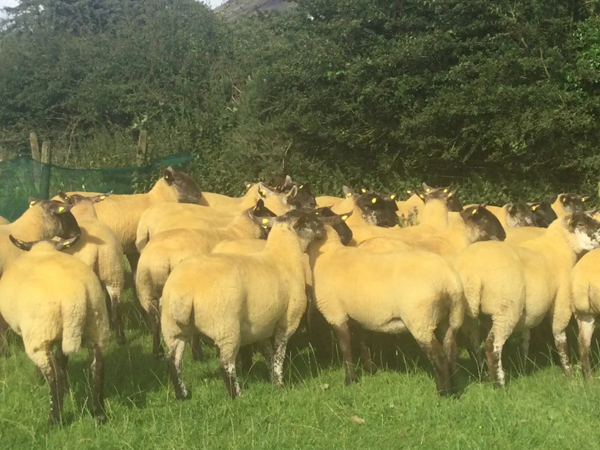 Borris Ewes - Image 3