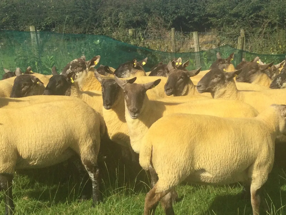 Borris Ewes - Image 4