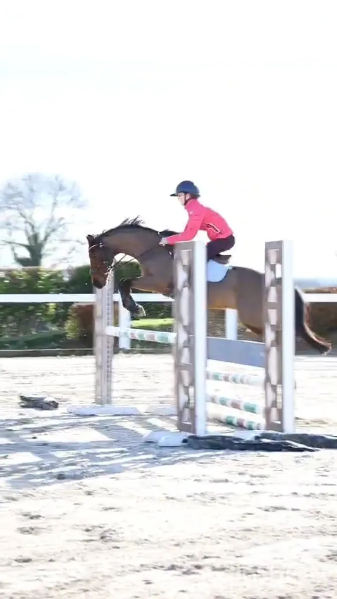 Competition Pony - Image 1