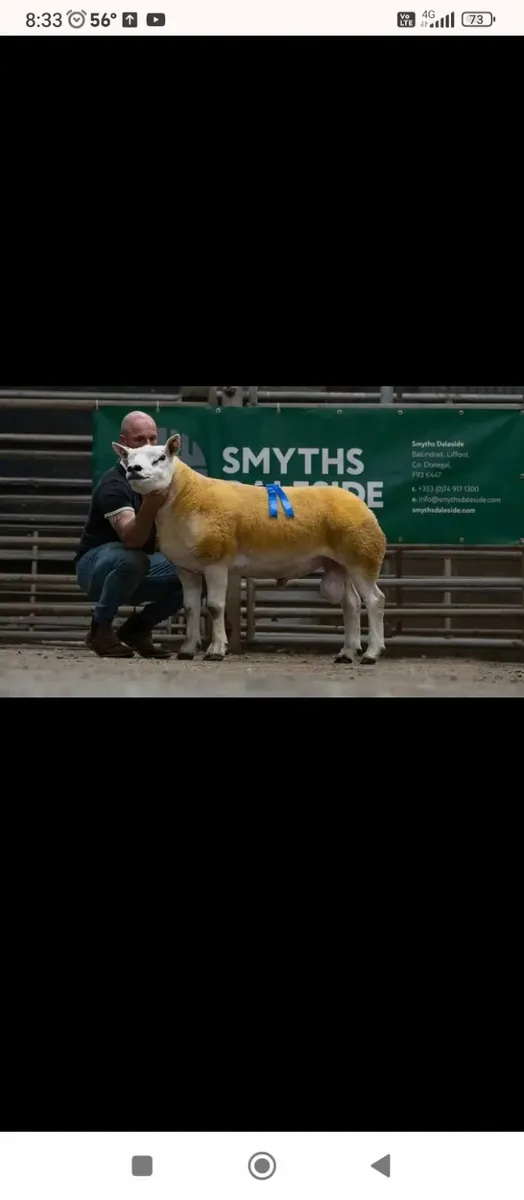 Pure Bred texel sheep - Image 1
