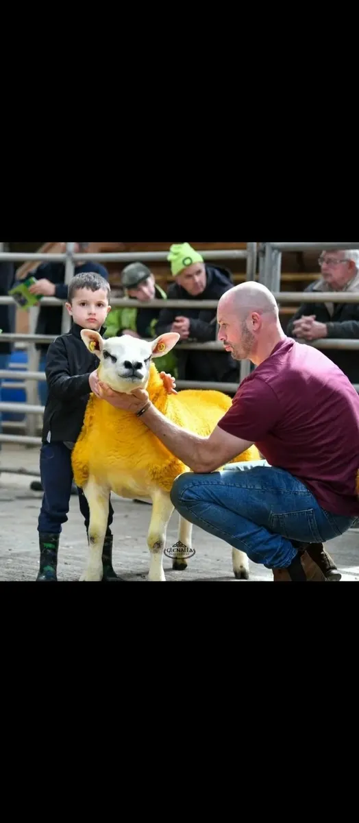 Pure Bred texel sheep - Image 2