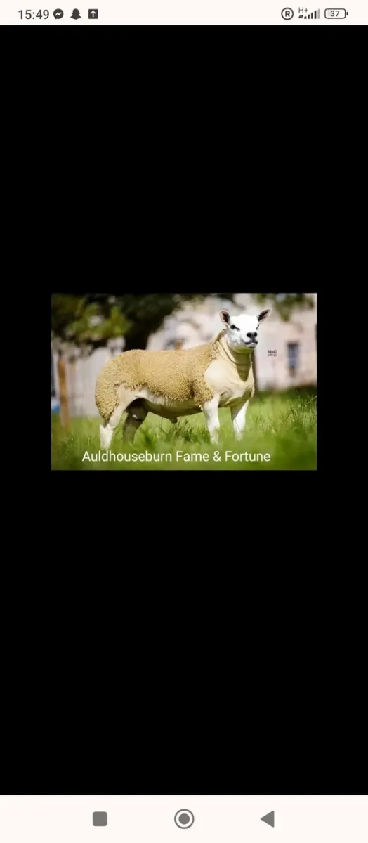 Pure Bred texel sheep - Image 3