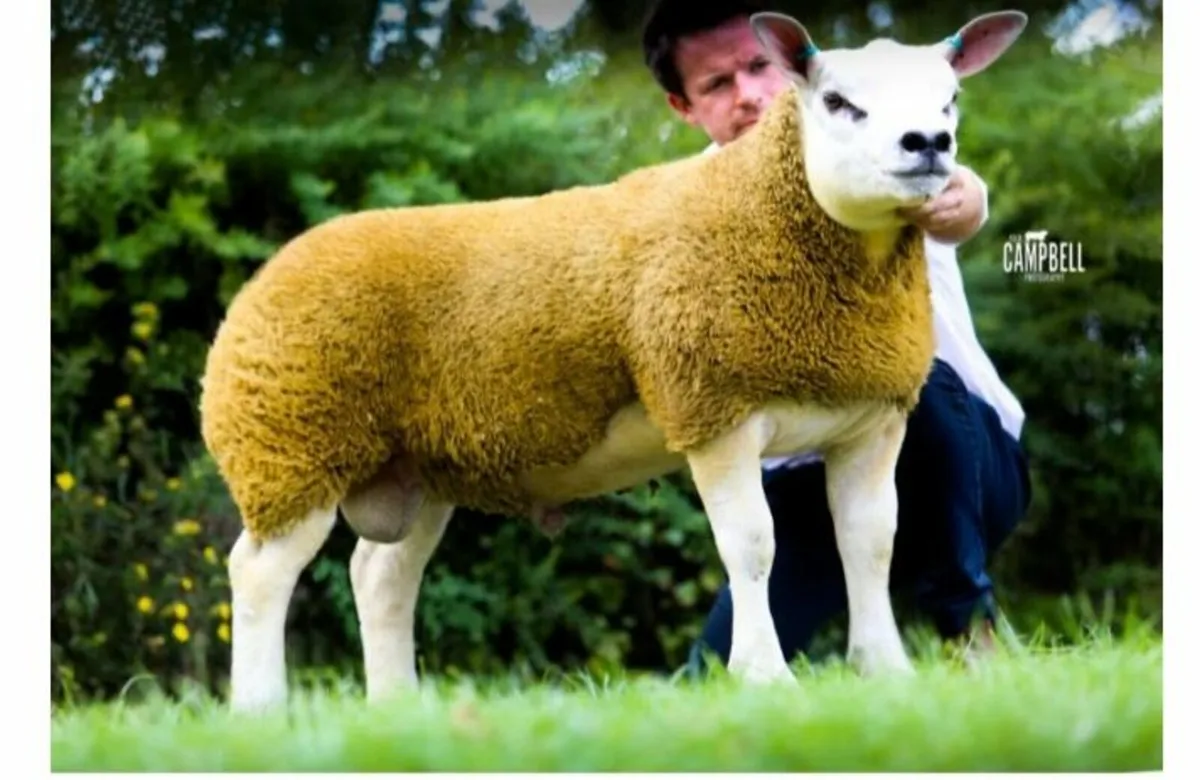 Pure Bred texel sheep - Image 4