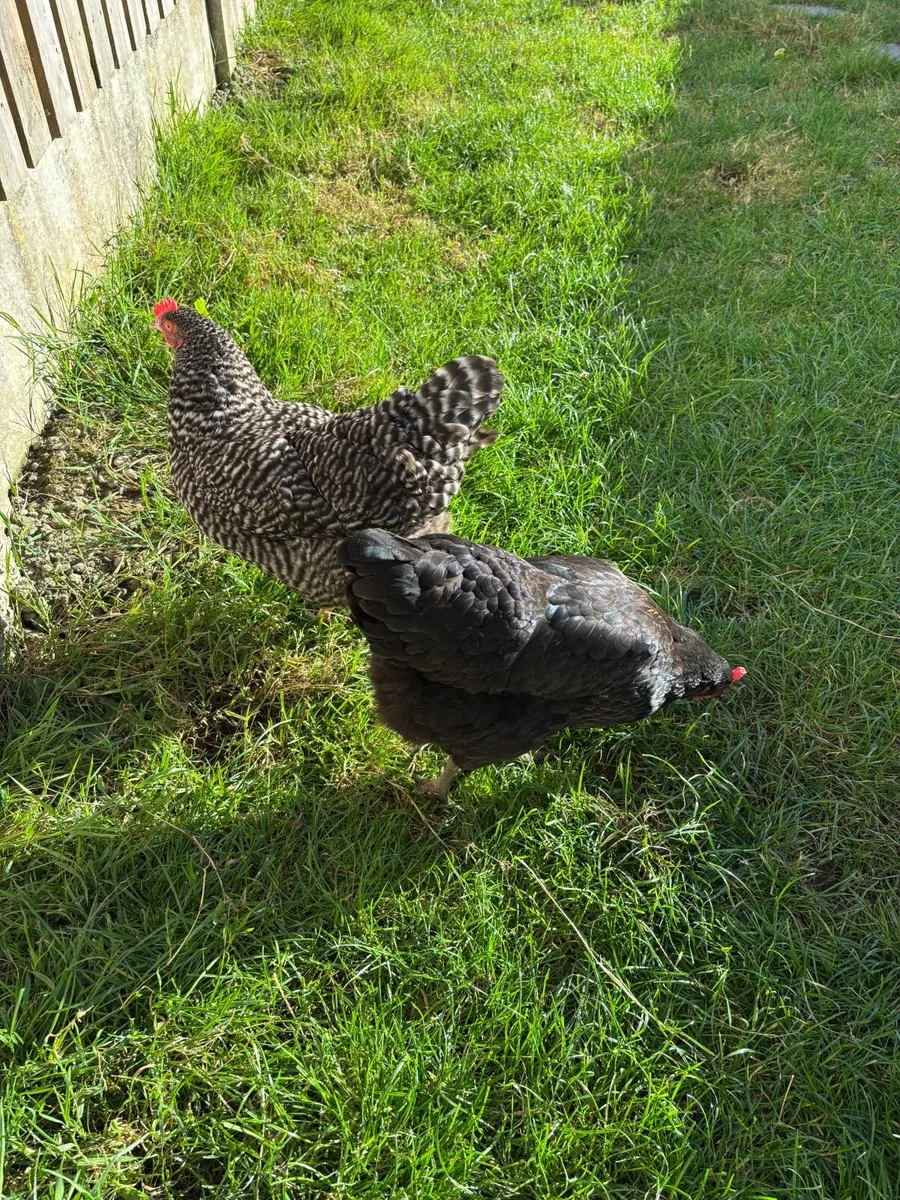 Chickens - Image 2