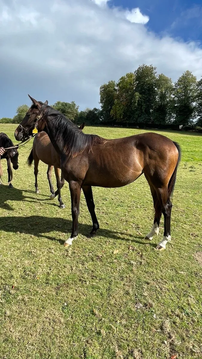 Thoroughbred Yearling - Image 1