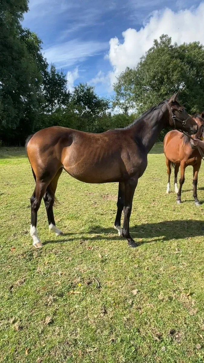 Thoroughbred Yearling - Image 2