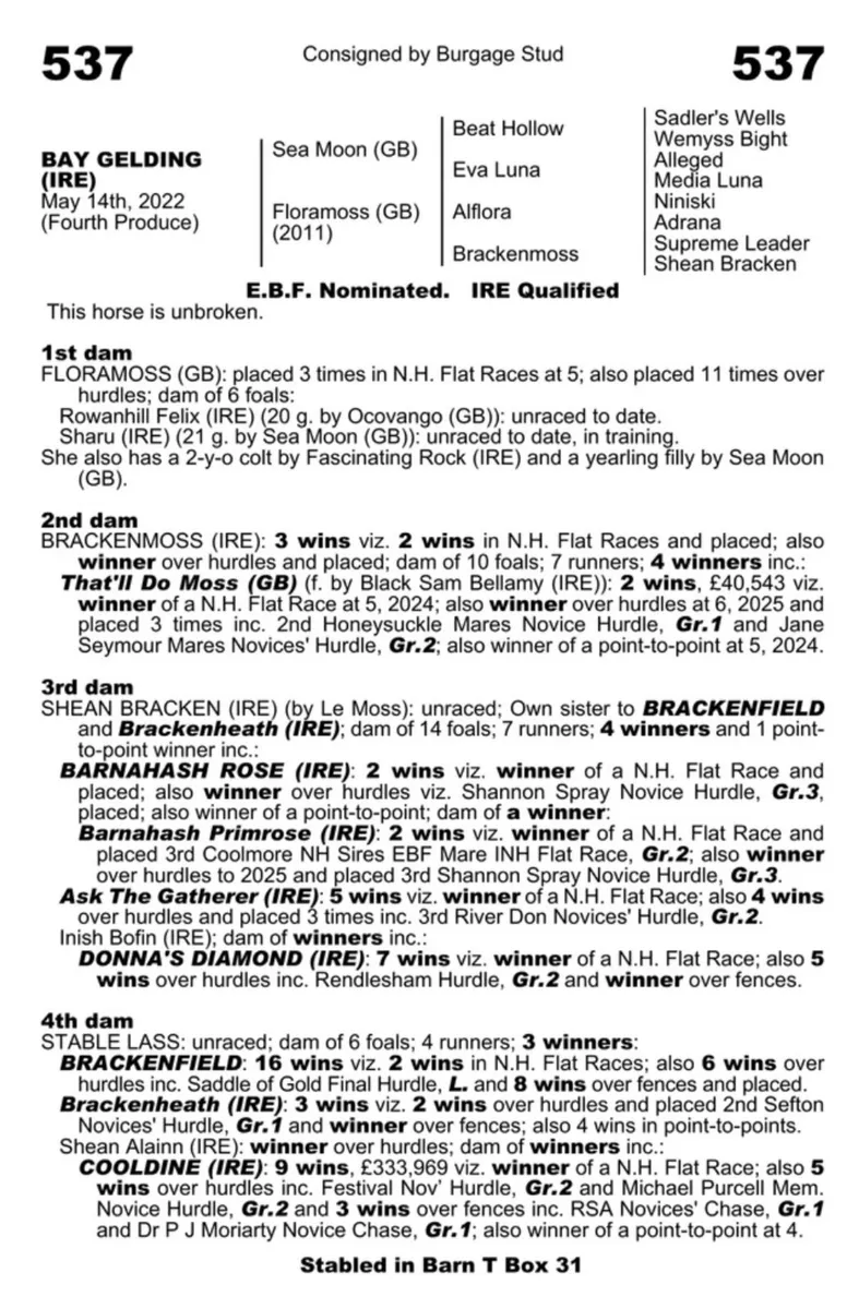 Thoroughbred Yearling - Image 4