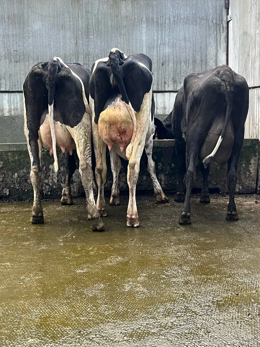 3 fresh calved heifers - Image 1