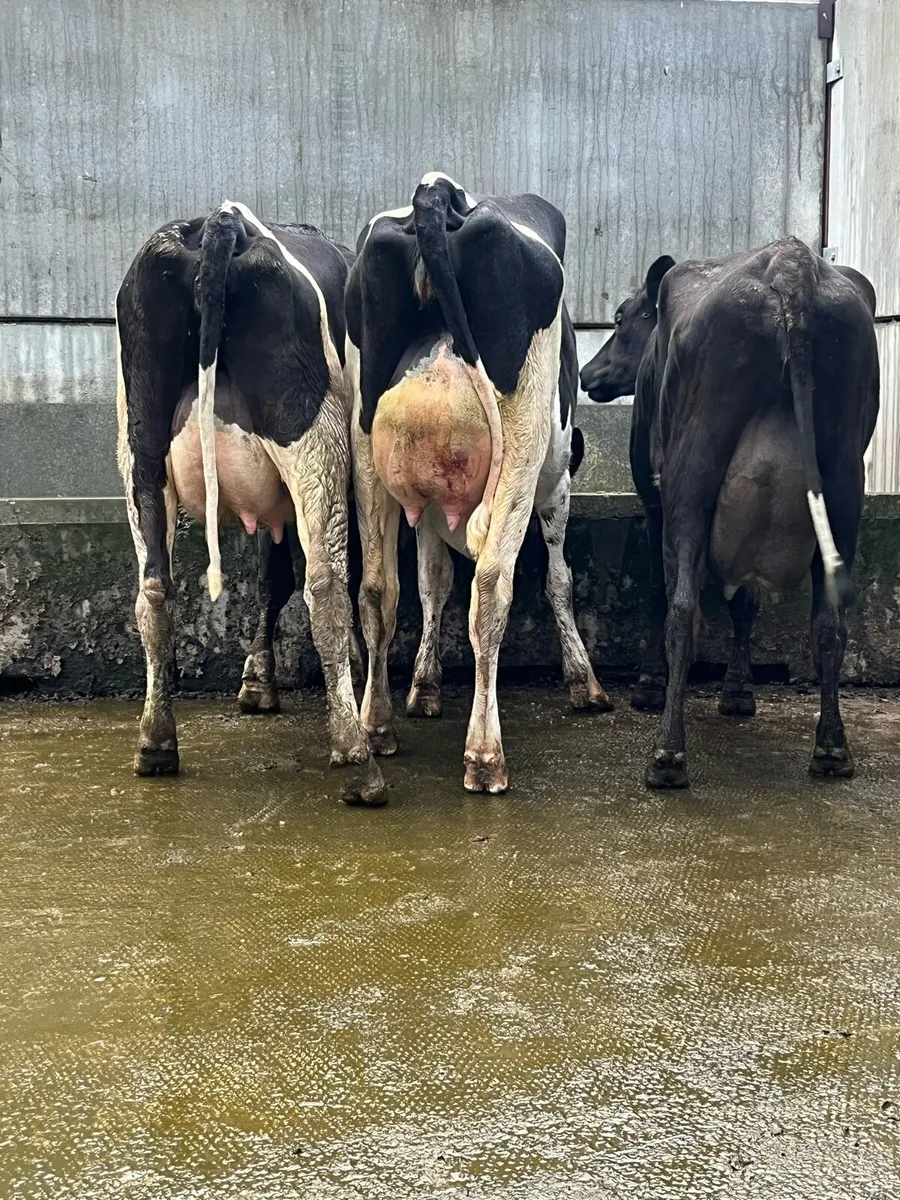 3 fresh calved heifers - Image 2