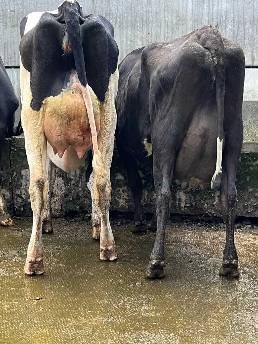 3 fresh calved heifers - Image 3