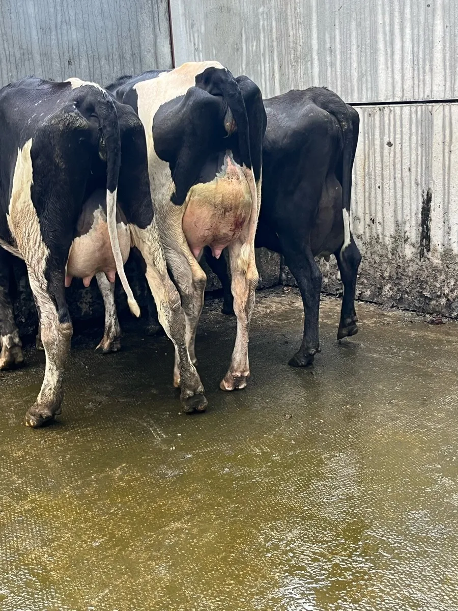 3 fresh calved heifers - Image 4