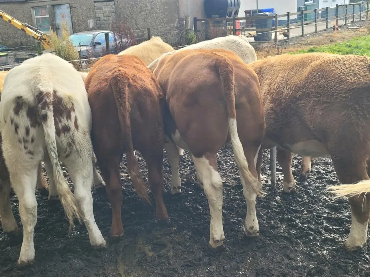 Heifers - Image 1