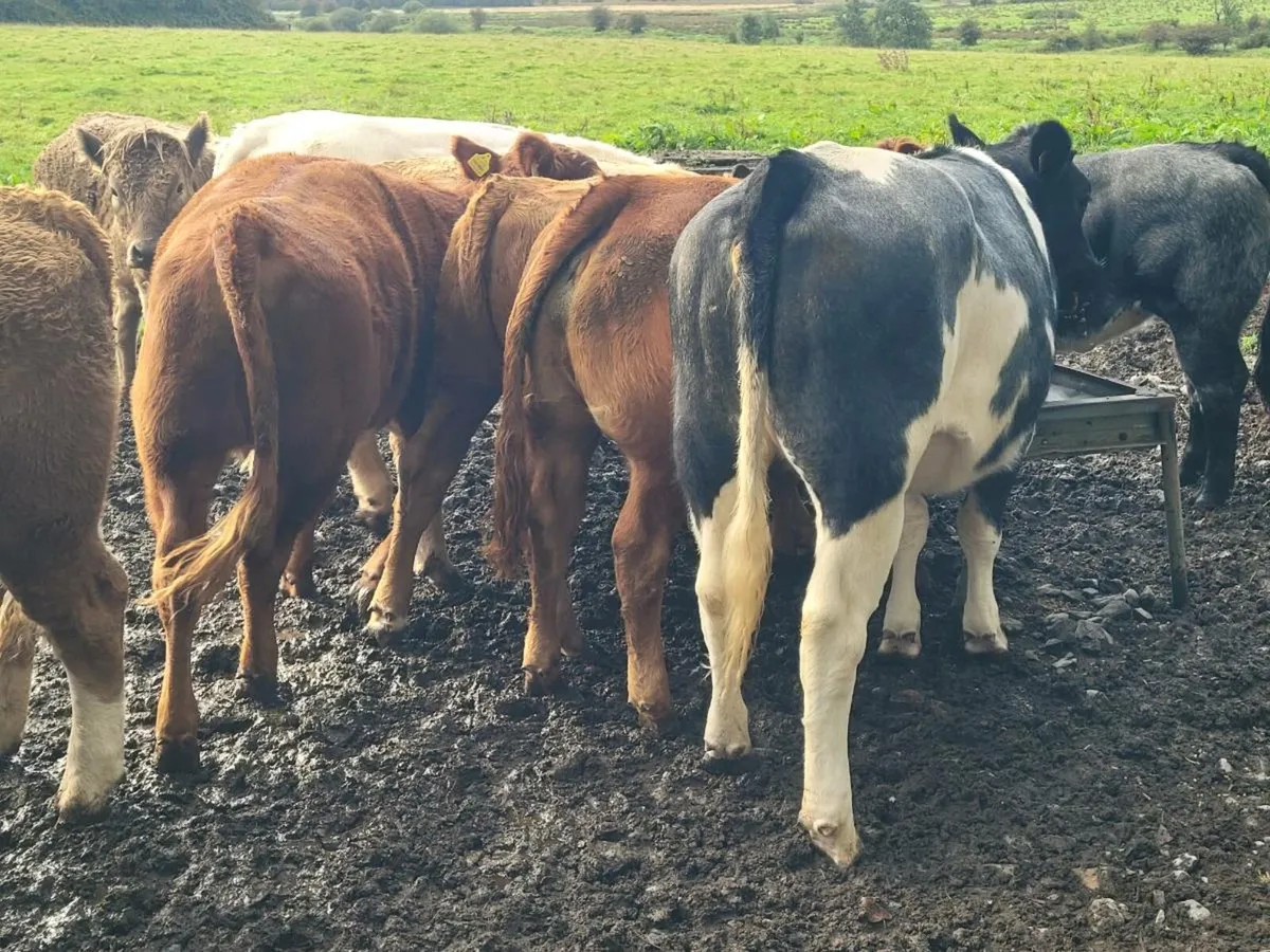 Heifers - Image 2
