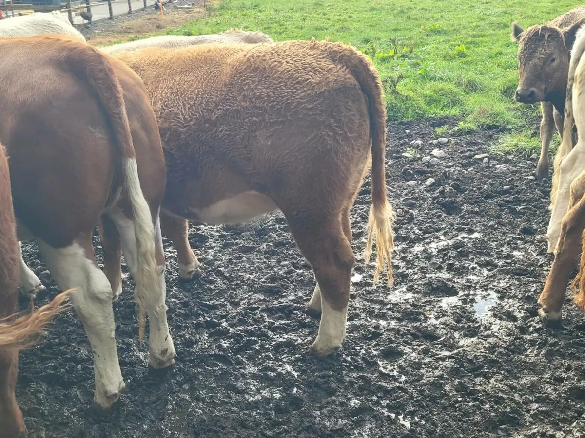 Heifers - Image 3