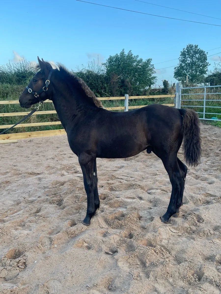 🌟 Ross Fear Bui Colt Foal🌟 - Image 1