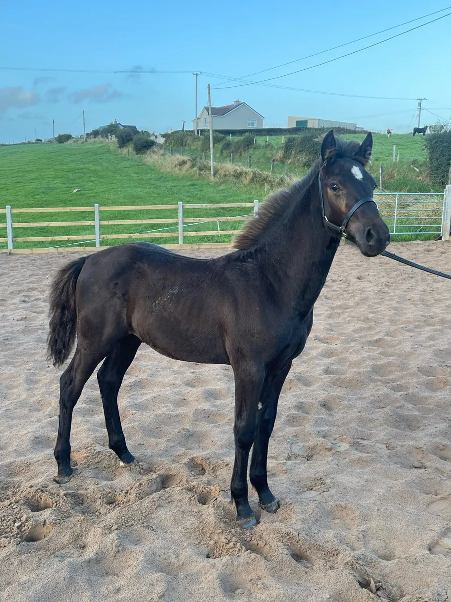 🌟 Ross Fear Bui Colt Foal🌟 - Image 2