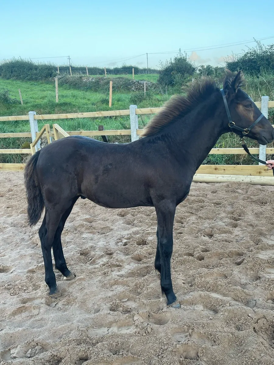🌟 Ross Fear Bui Colt Foal🌟 - Image 3