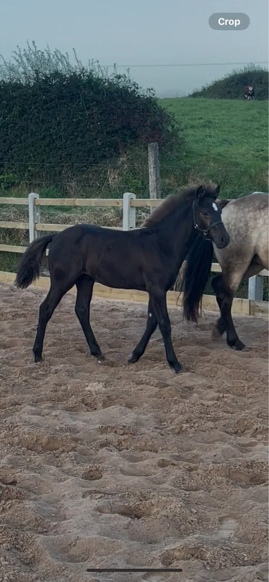🌟 Ross Fear Bui Colt Foal🌟 - Image 2