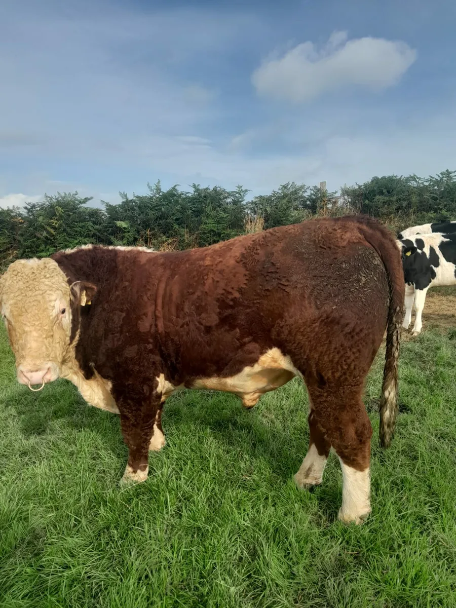 HEREFORD BULL - Image 1