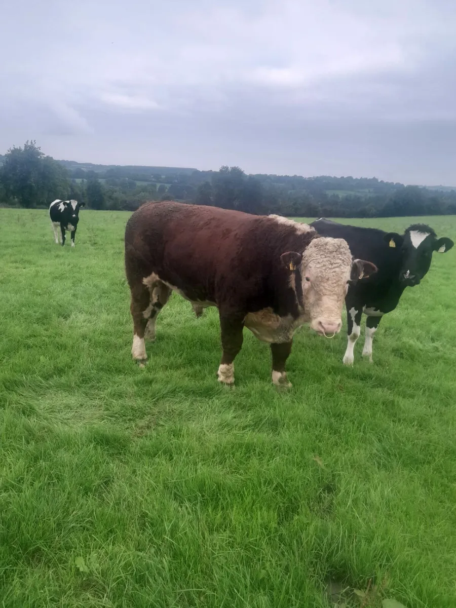 HEREFORD BULL - Image 2