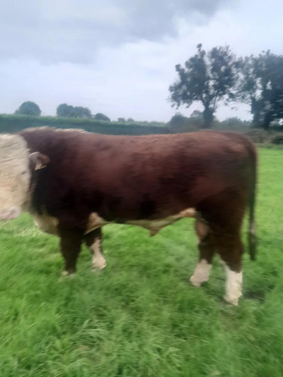 HEREFORD BULL - Image 3