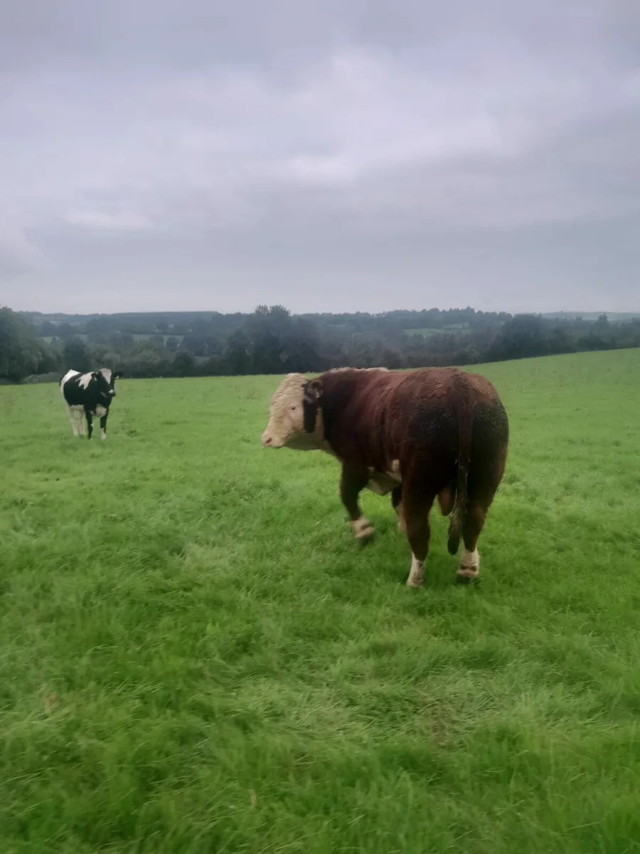 HEREFORD BULL - Image 4