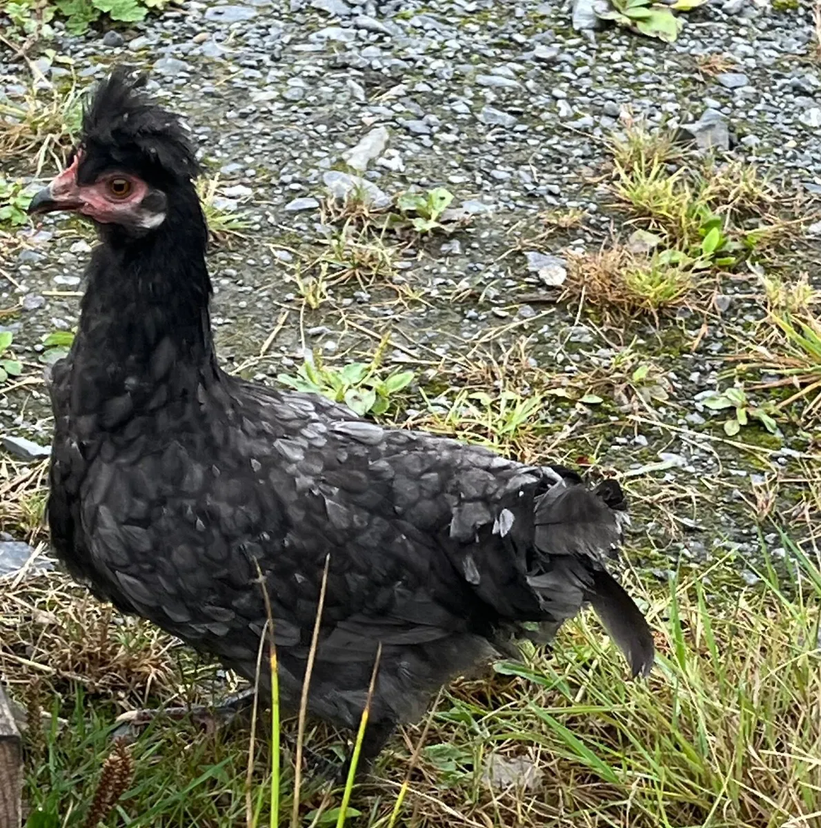 Bantam chicken - Image 2