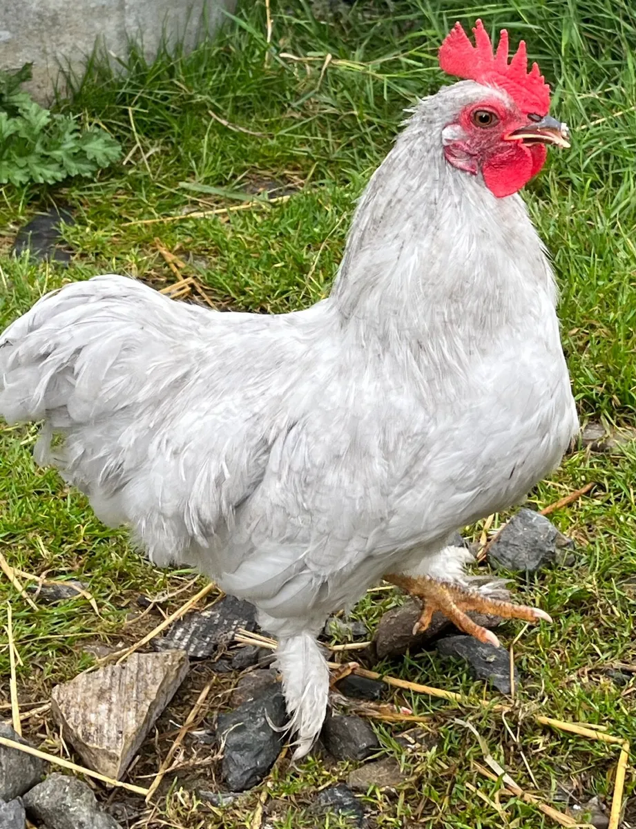 Bantam chicken - Image 3