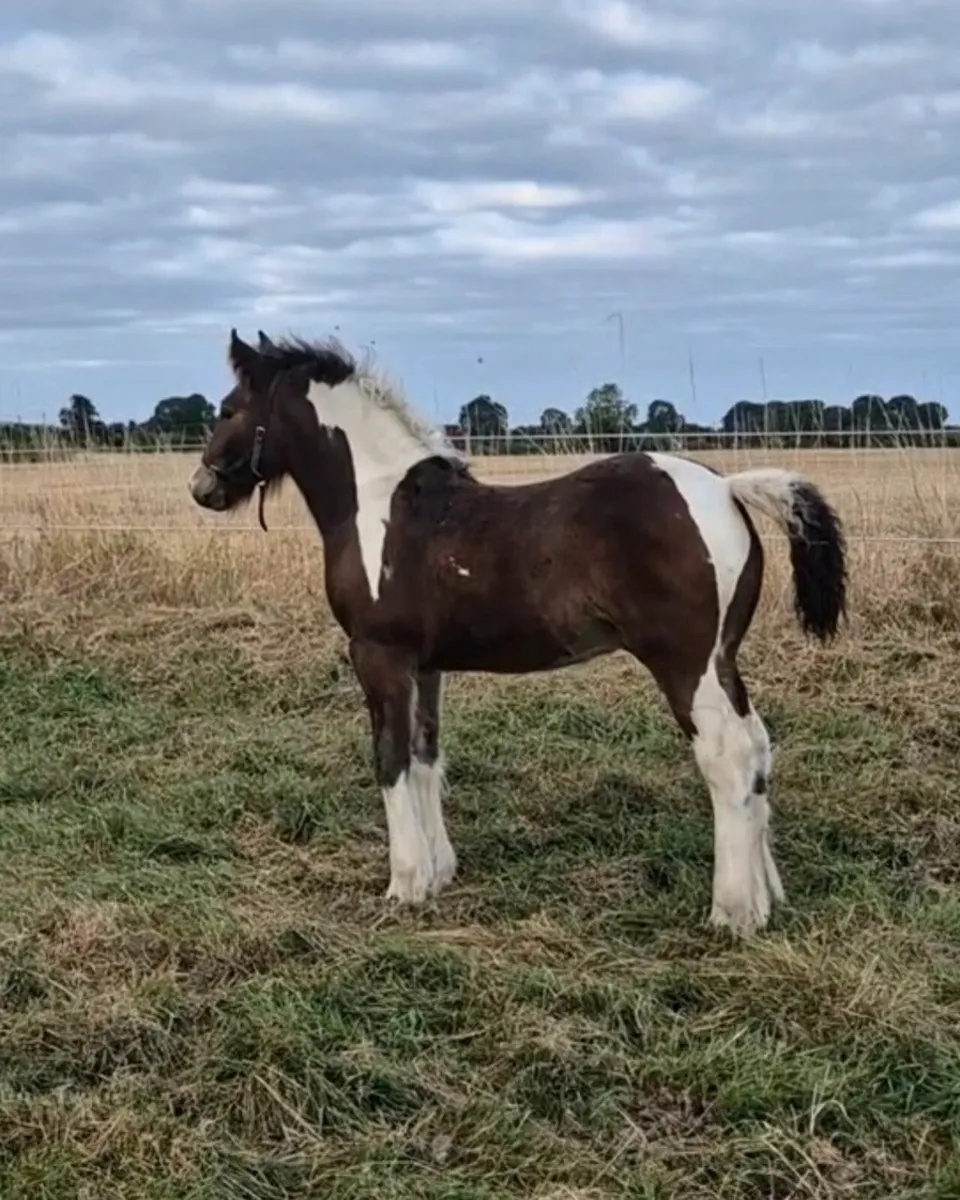 Traditional Irish Cob Colt Foal - Image 1