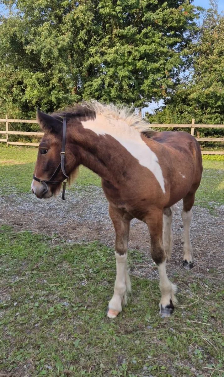 Traditional Irish Cob Colt Foal - Image 2
