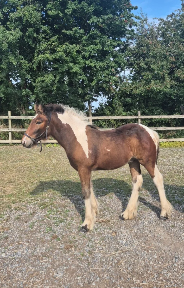 Traditional Irish Cob Colt Foal - Image 3