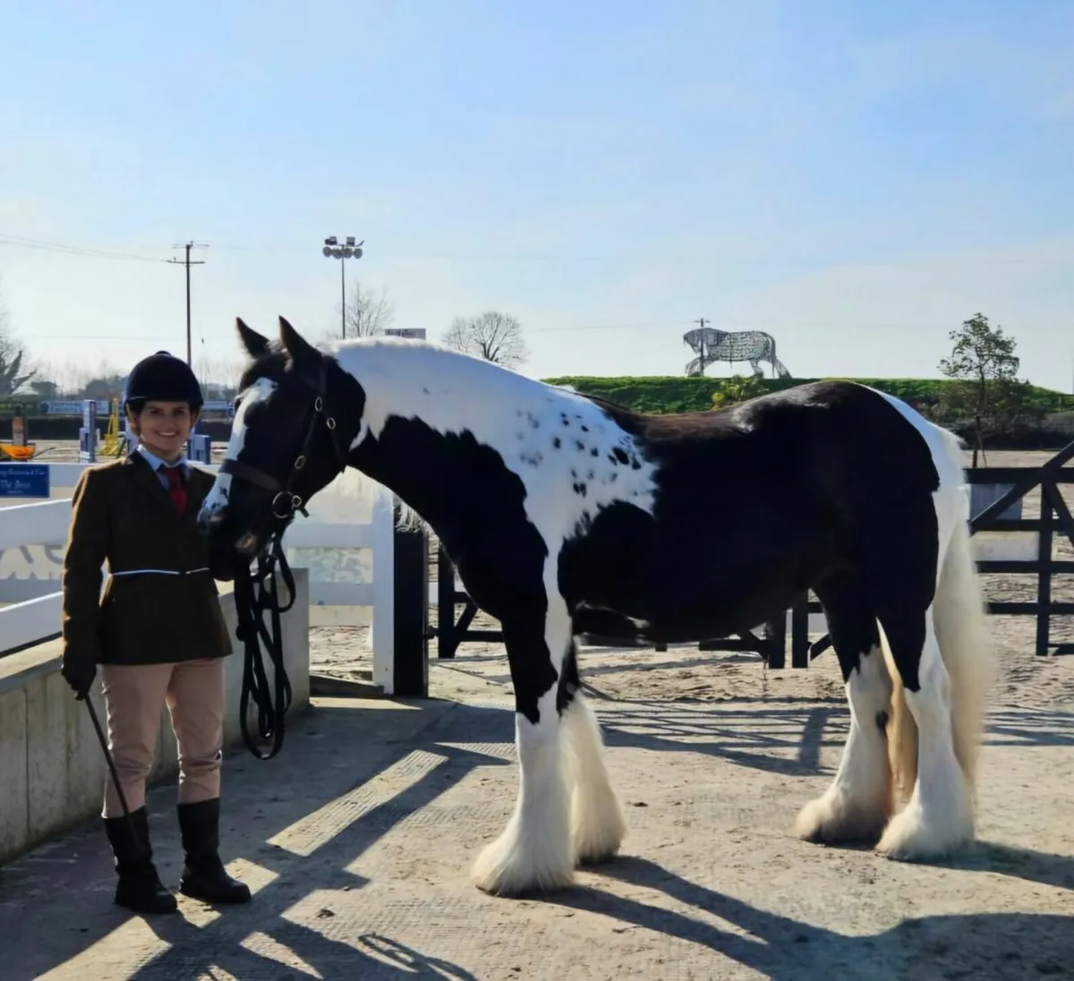 Traditional Irish Cob Colt Foal - Image 4
