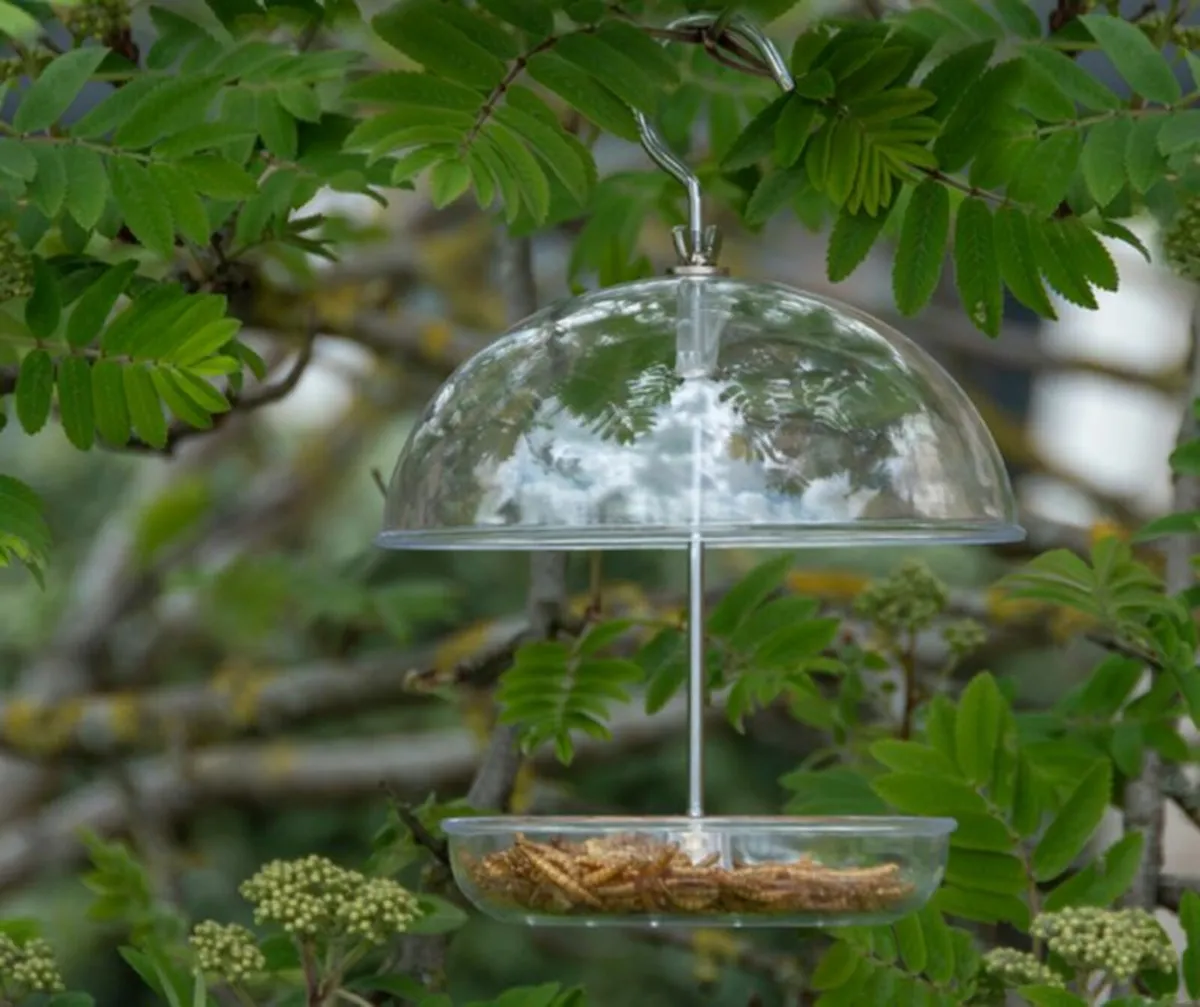 Robin feeder - Image 2