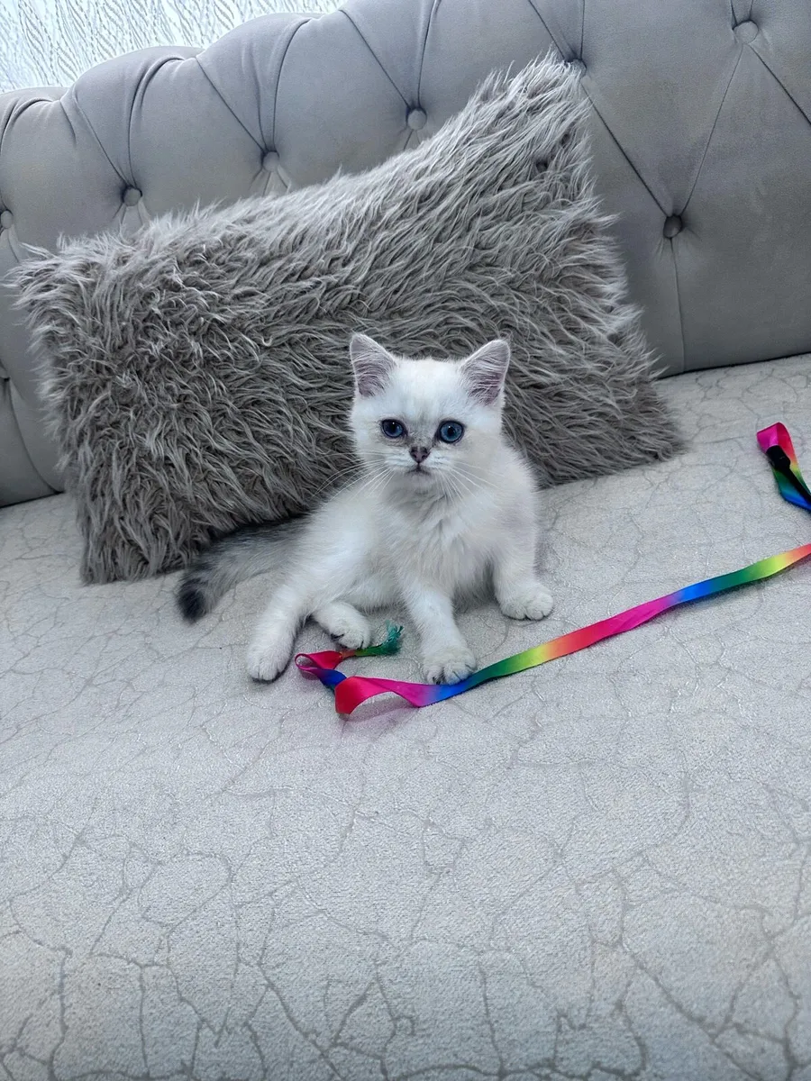 Cat kitten 3 months old - Image 1