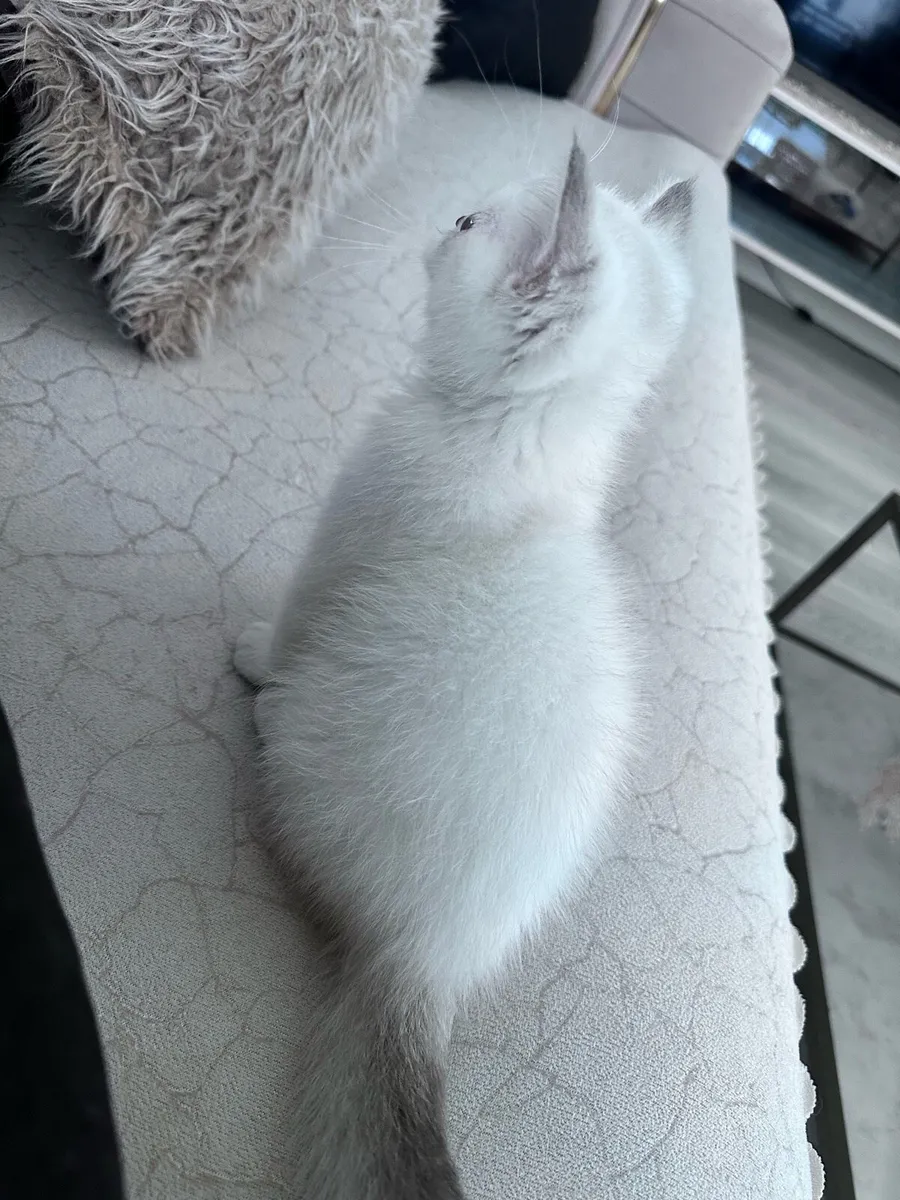 Cat kitten 3 months old - Image 3