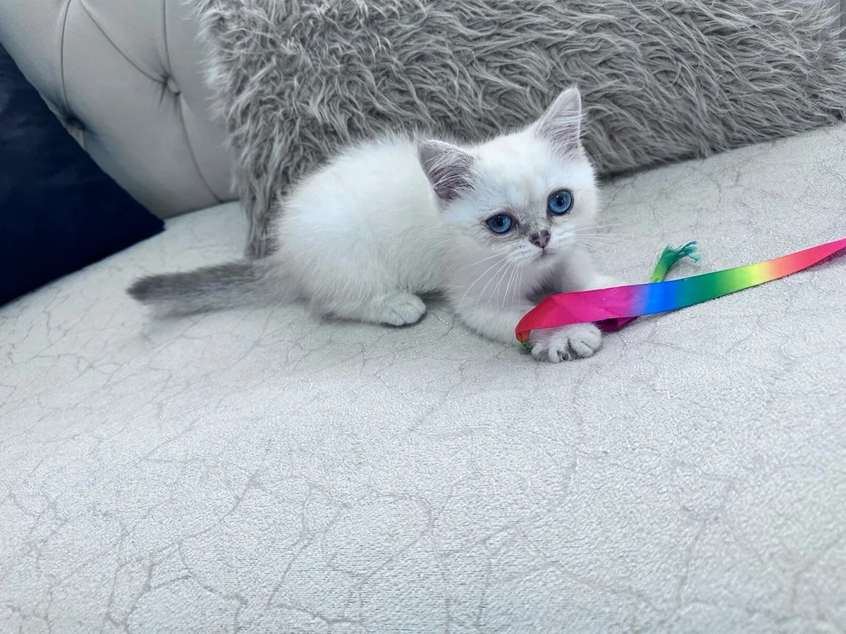 Cat kitten 3 months old - Image 4