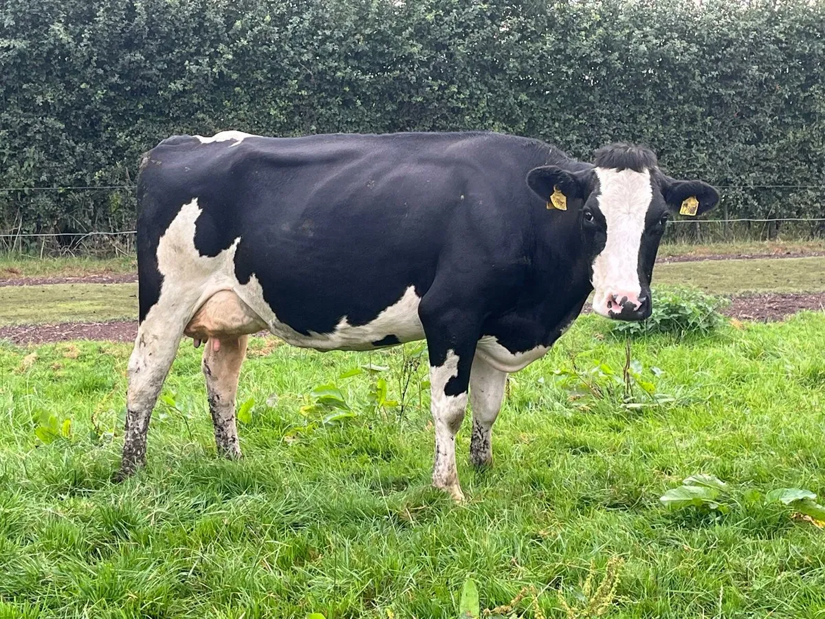 Empty Milking Cows