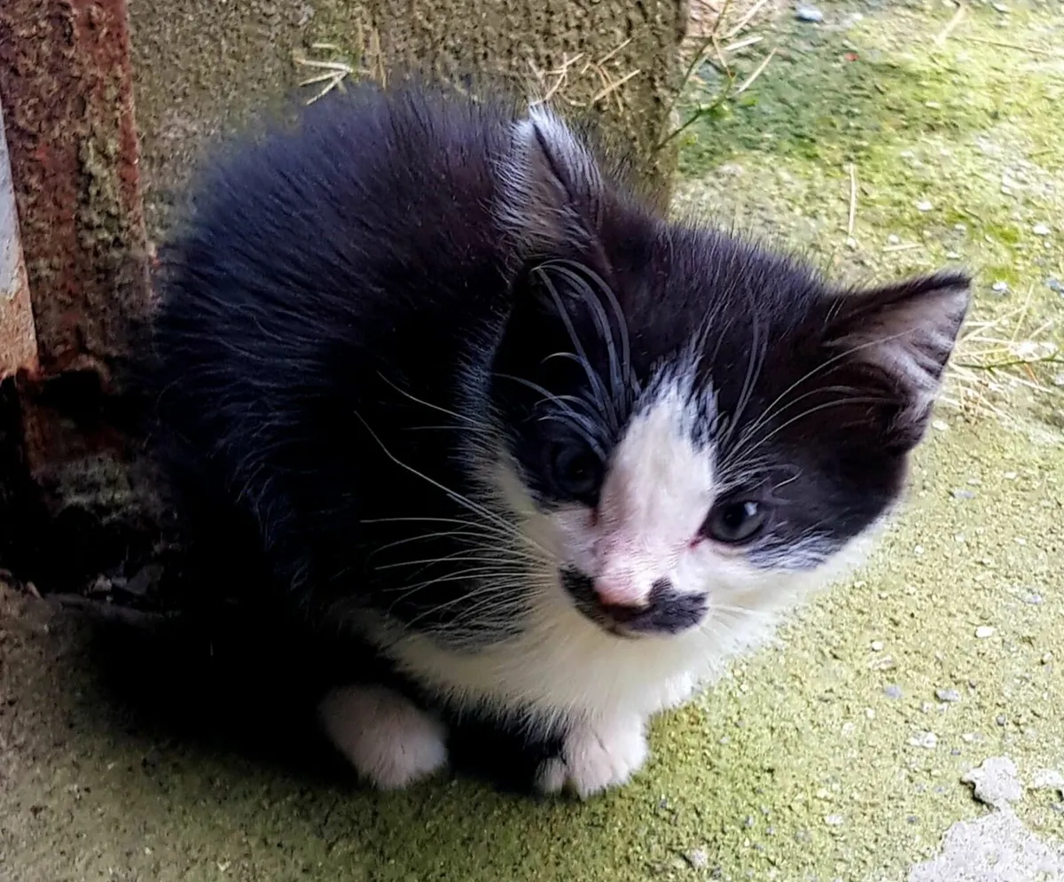 Cat - Image 1