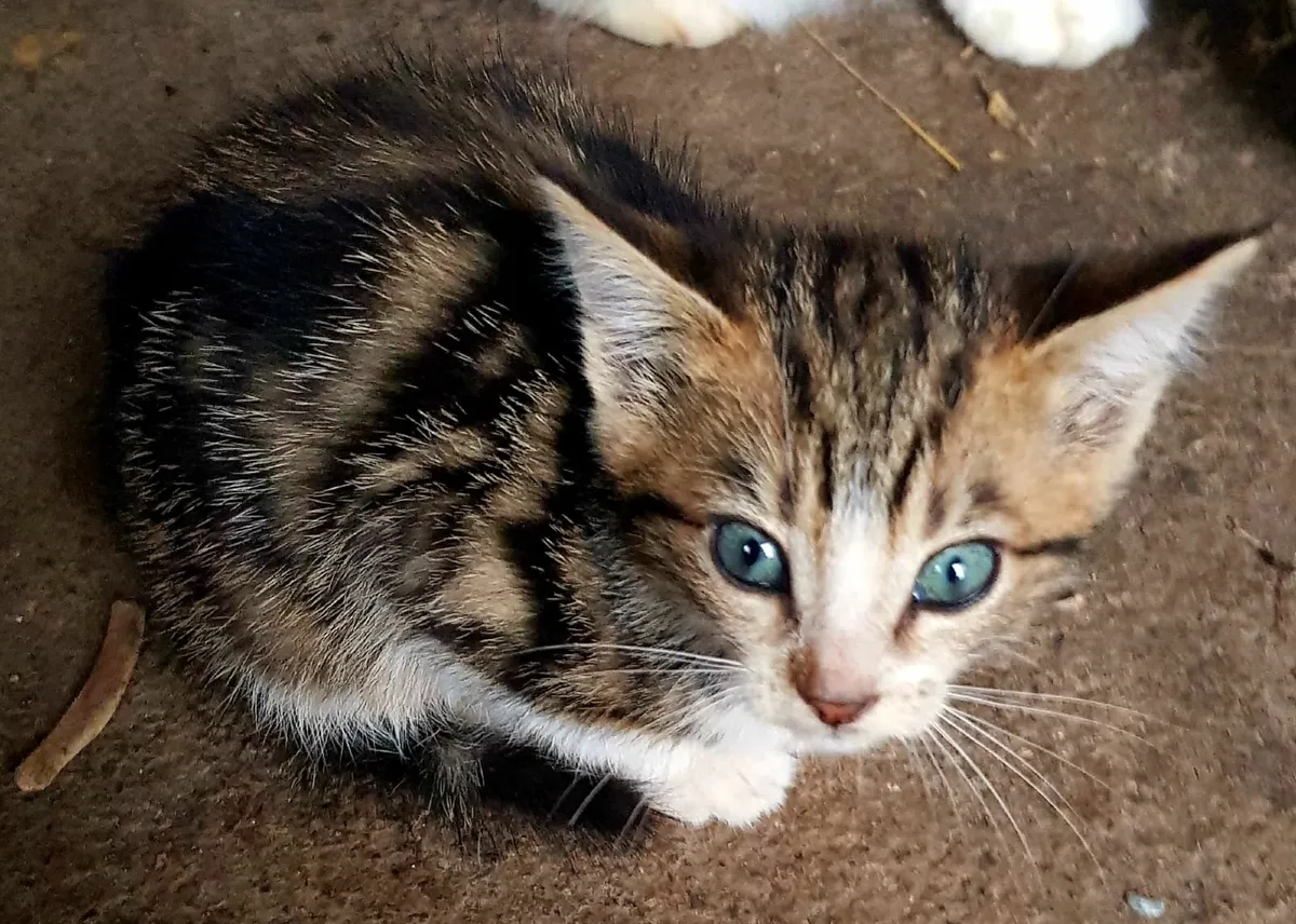 Cat - Image 2